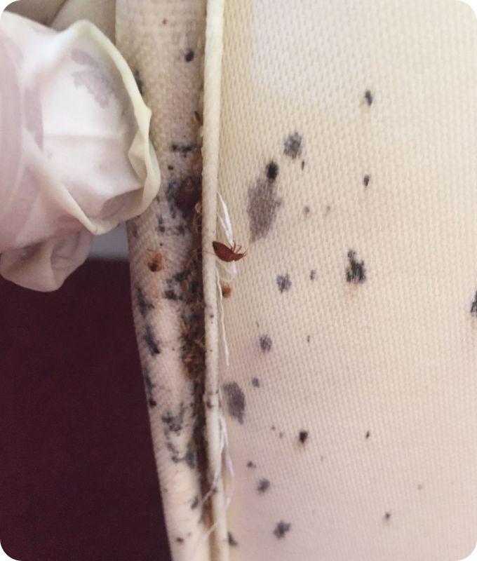 Bed bugs signs