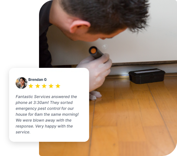 pest inspection with treatment