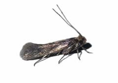 pest control moths