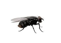 fly pest control